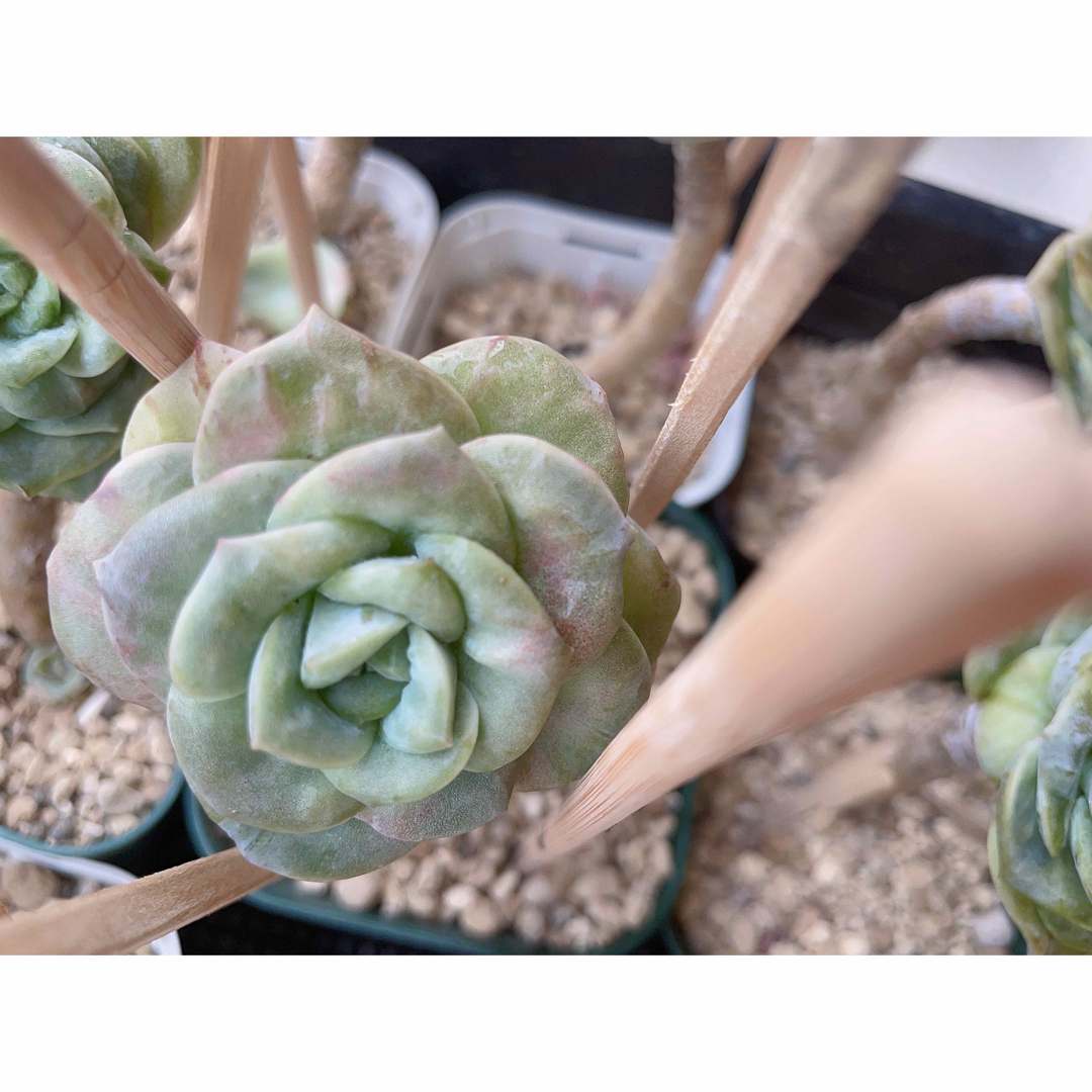 多肉植物 ラブリーローズ錦 赤斑 全員古株 足長 24苗-