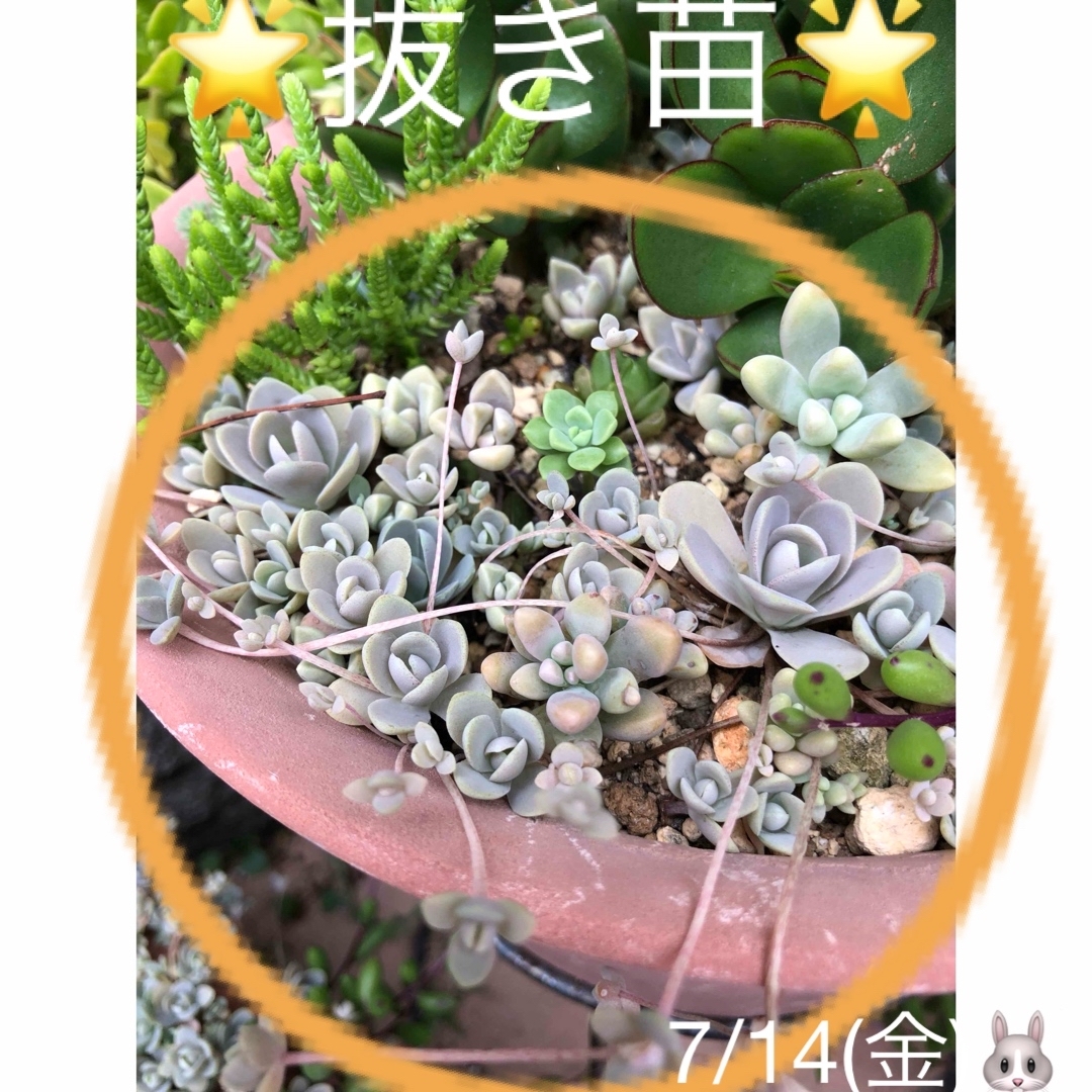 ????????子持ち蓮華????????多肉植物♪抜き苗♪