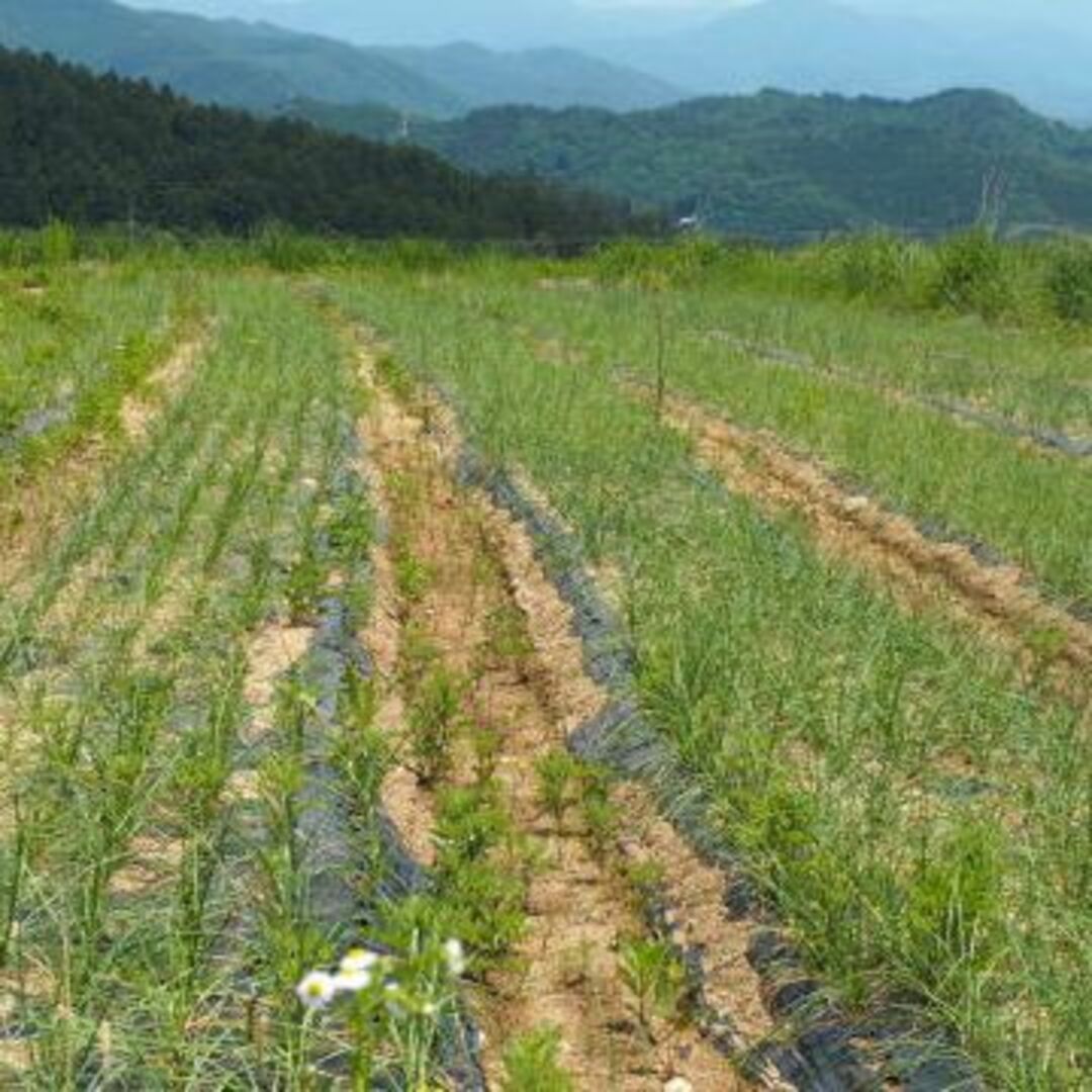 らっきょう漬け(70g)Ｘ２袋☆無肥料無農薬☆無添加・無化学調味料☆砂糖も不使用 食品/飲料/酒の加工食品(漬物)の商品写真