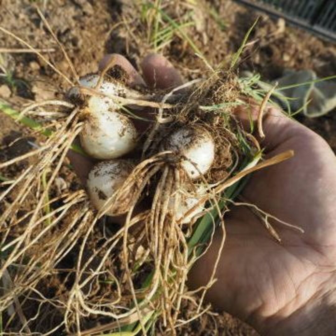 らっきょう漬け(70g)Ｘ２袋☆無肥料無農薬☆無添加・無化学調味料☆砂糖も不使用 食品/飲料/酒の加工食品(漬物)の商品写真