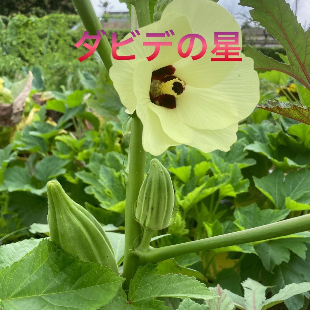 朝採り新鮮野菜詰め合わせ　70サイズ  食品/飲料/酒の食品(野菜)の商品写真