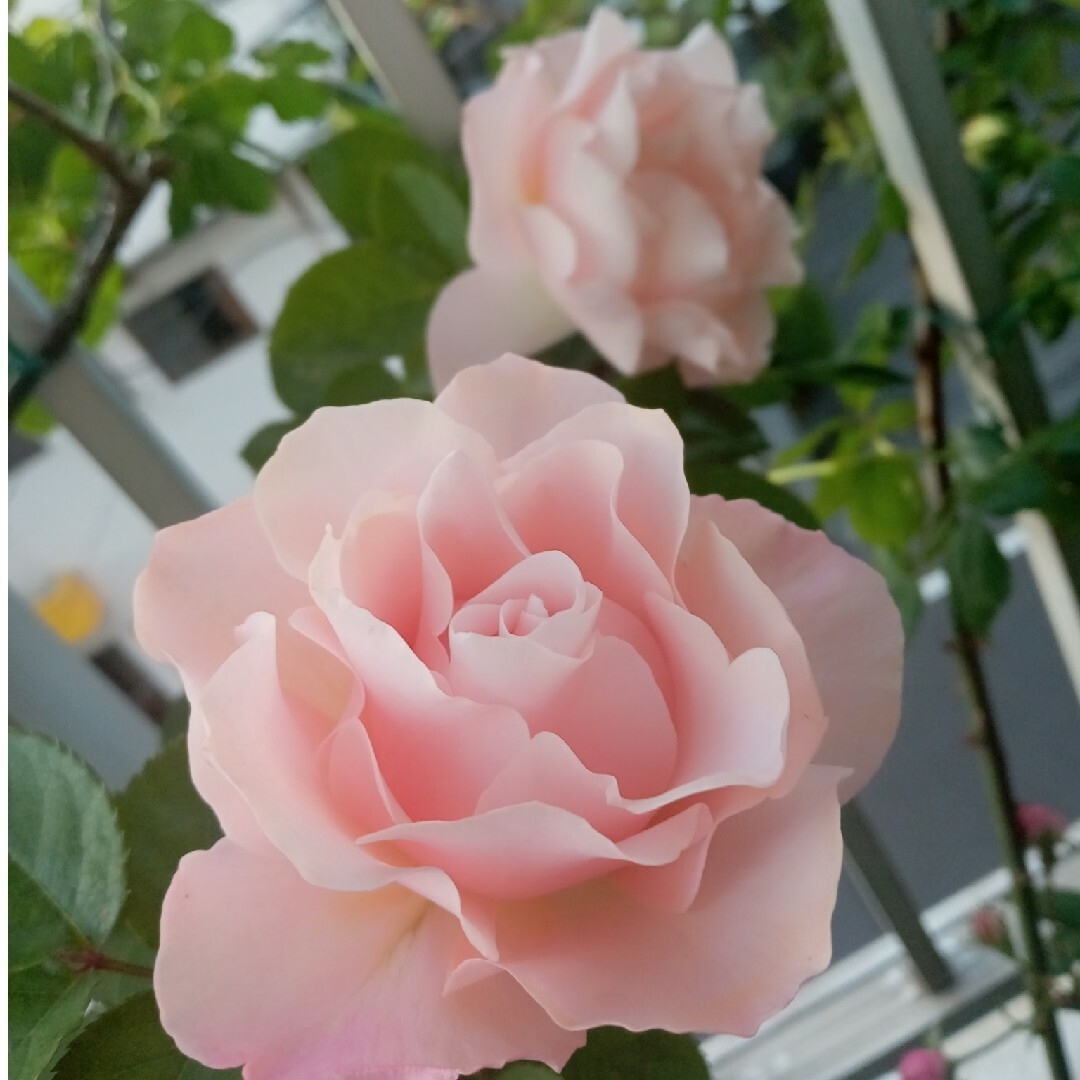 バラ苗　花持ちがいいバラ ハンドメイドのフラワー/ガーデン(その他)の商品写真