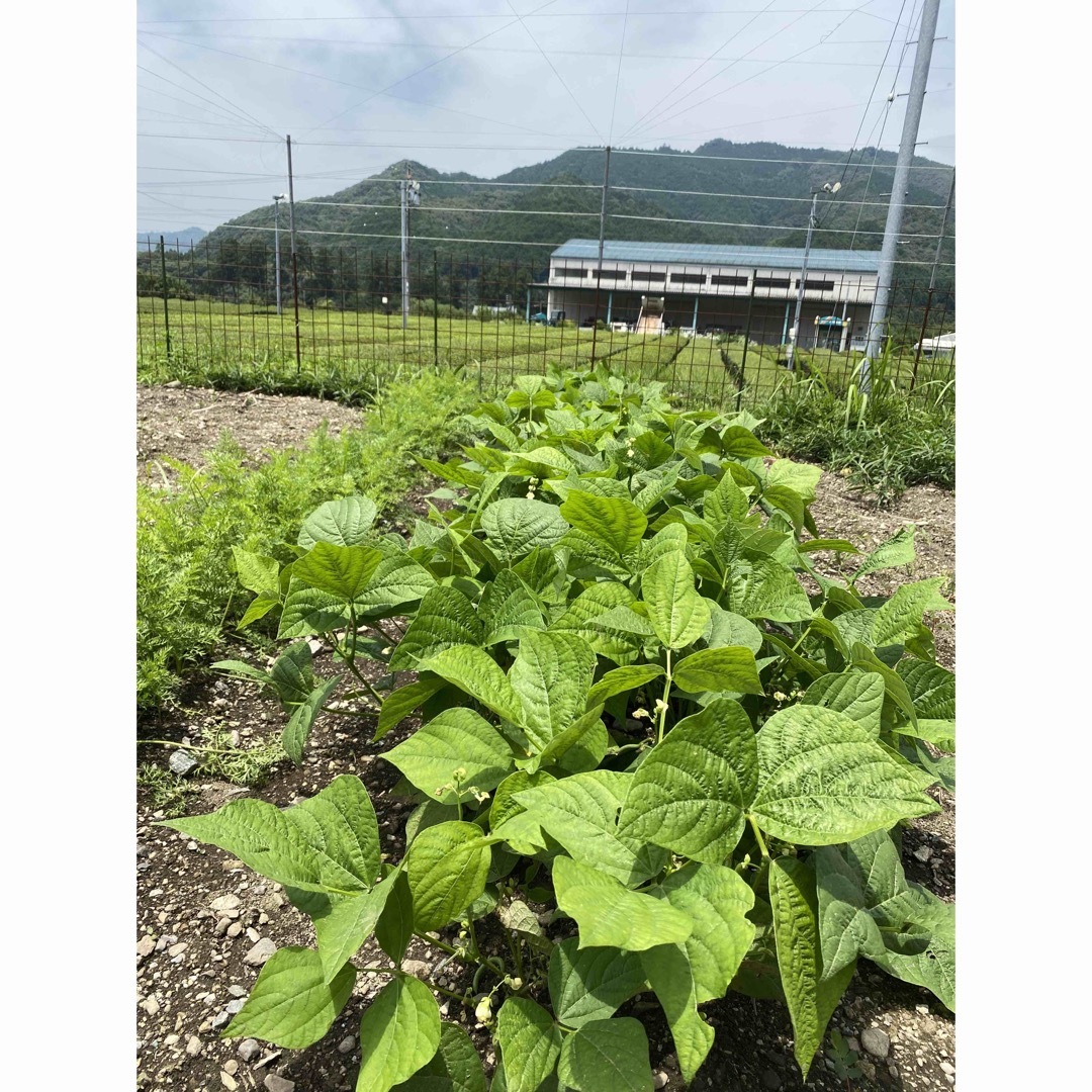 ◎プロのレシピ付き◎ダンボールにいっぱいの無農薬野菜 食品/飲料/酒の食品(野菜)の商品写真