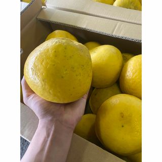 ご自宅用★河内晩柑　少々傷あり　お得な10kg！　¥4500(フルーツ)