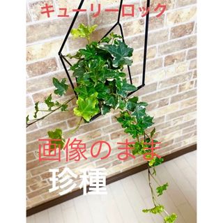 観葉植物　ヘデラ　キューリーロック　苗　アイビー(プランター)