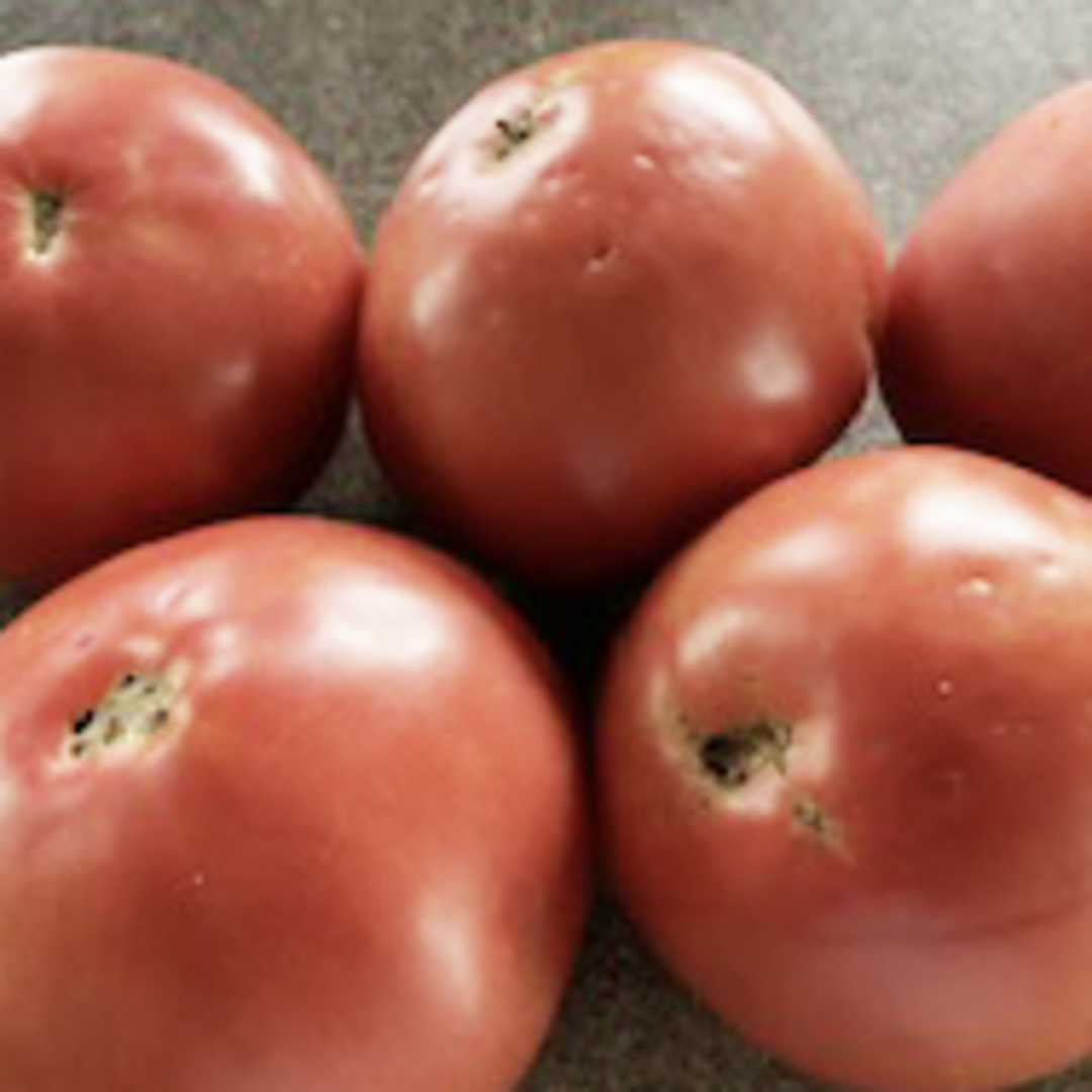 無農薬 トマト 麗夏 大きくて美味しい！６個 食品/飲料/酒の食品(野菜)の商品写真