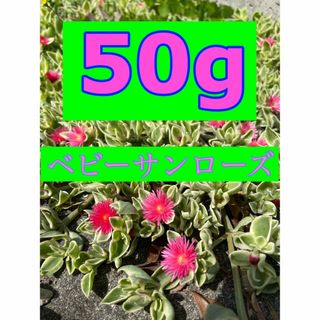 可愛いピンクの花が咲く　ベビーサンローズ　カット苗50g 即購入歓迎(その他)