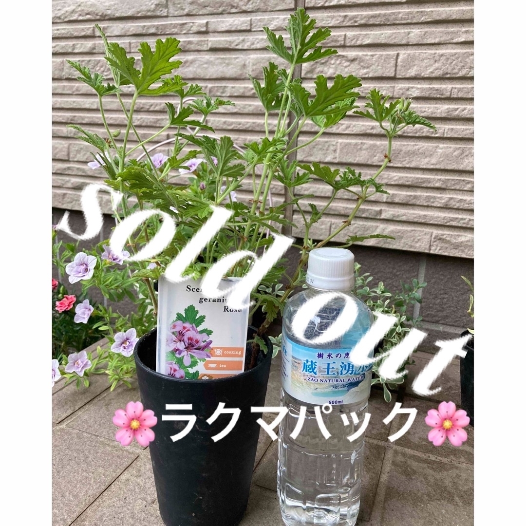 ????sold out????《ローズゼラニウム苗　複数株植え　芳香　蚊除け》ラクマパック