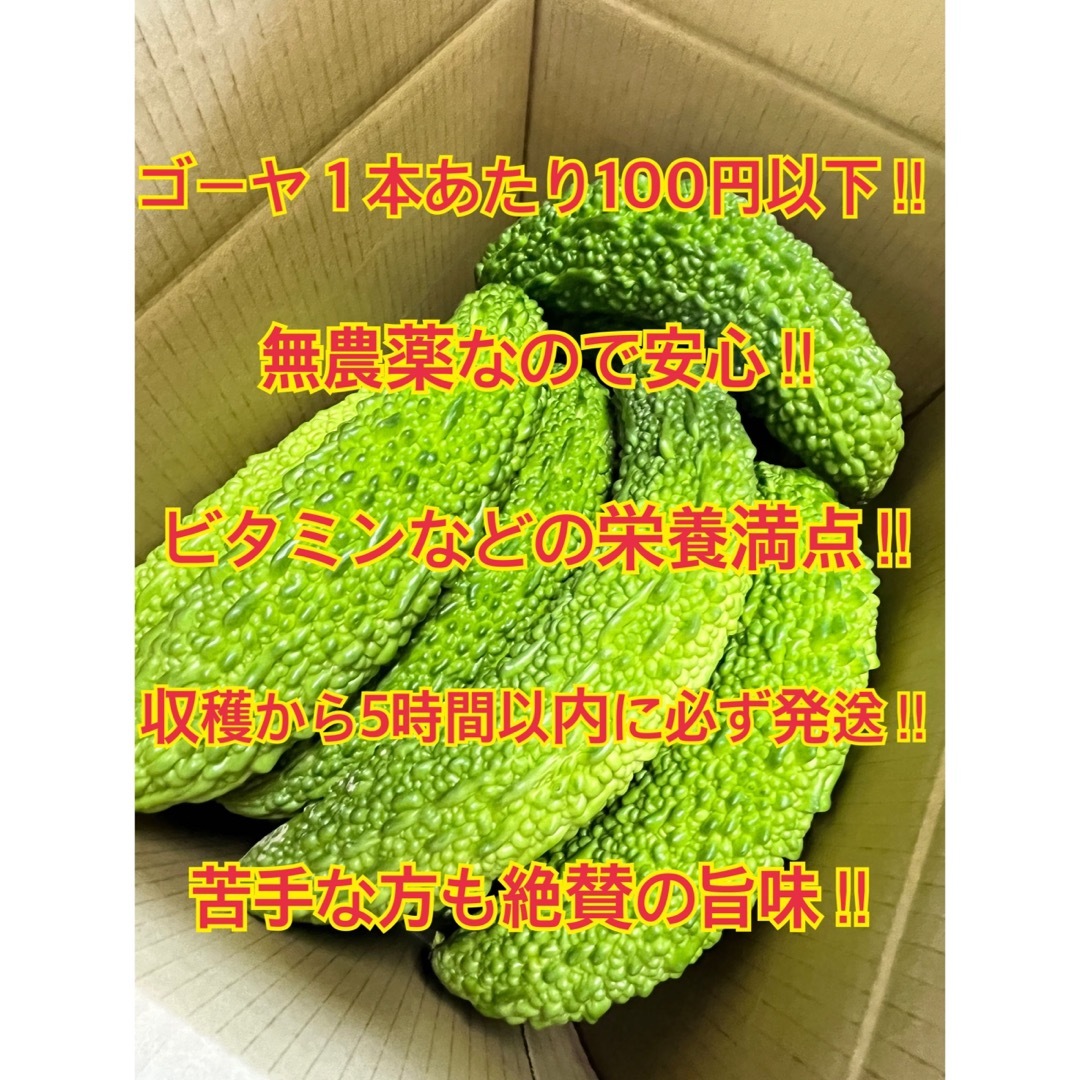 野菜　ゴーヤ　宮崎県産 食品/飲料/酒の食品(野菜)の商品写真