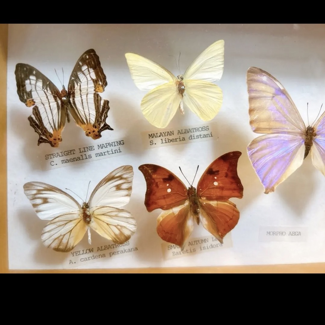 蝶　標本 1