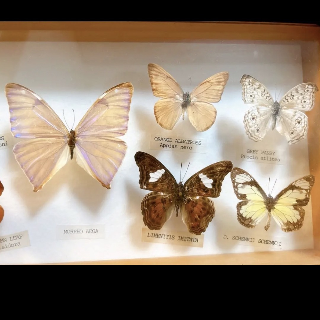 蝶　標本 2