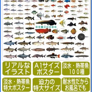 「新品」淡水 熱帯魚 特大ポスター (その他)