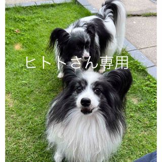 おやつゼオレギュラー７種セット(ペットフード)