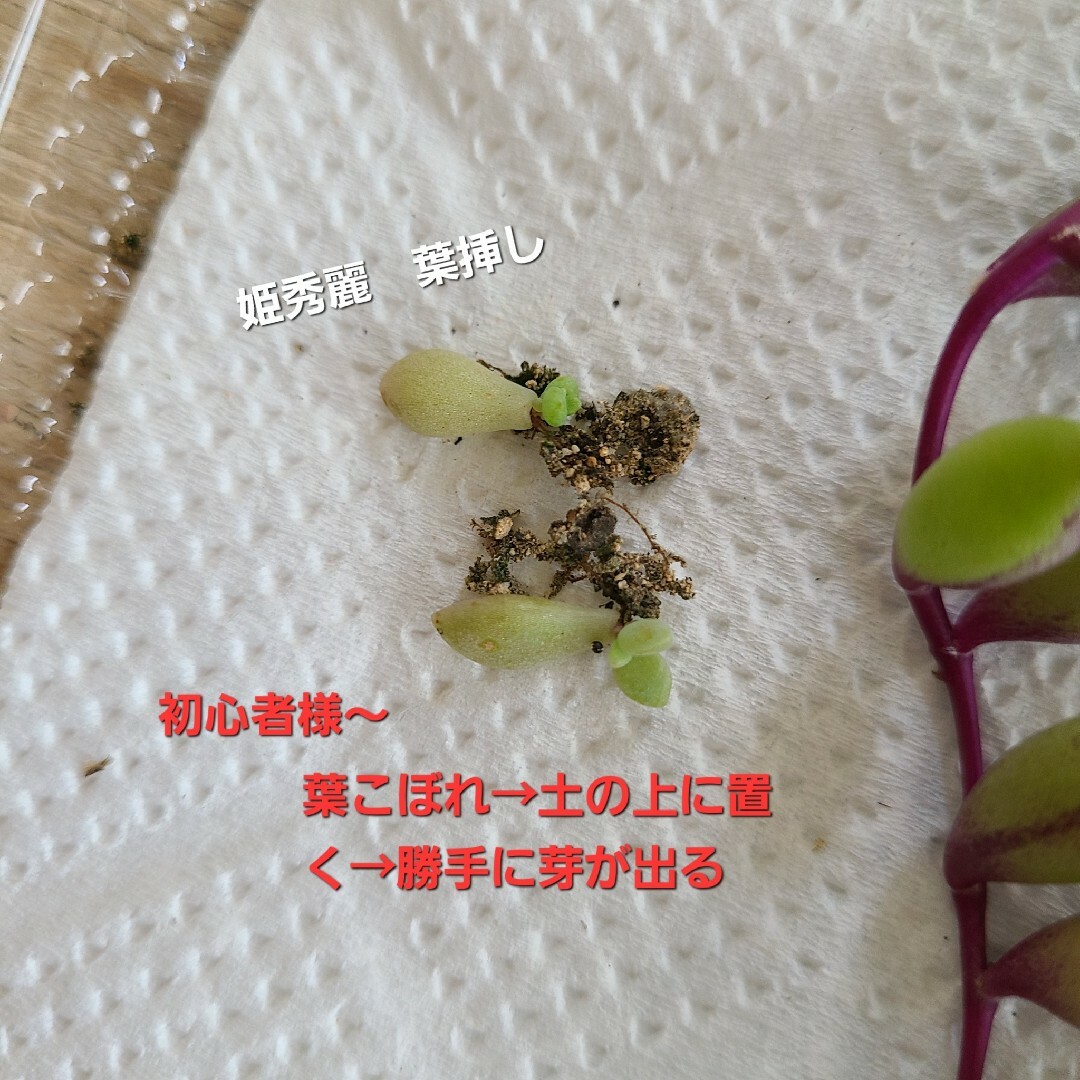 多肉植物　姫秀麗　ベッラディンヴェルノ　アロマティカス ハンドメイドのフラワー/ガーデン(その他)の商品写真