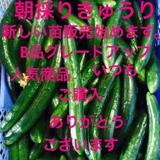 朝採り新鮮きゅうり、5キロです。B品にグレードアップして配送いたします。(野菜)