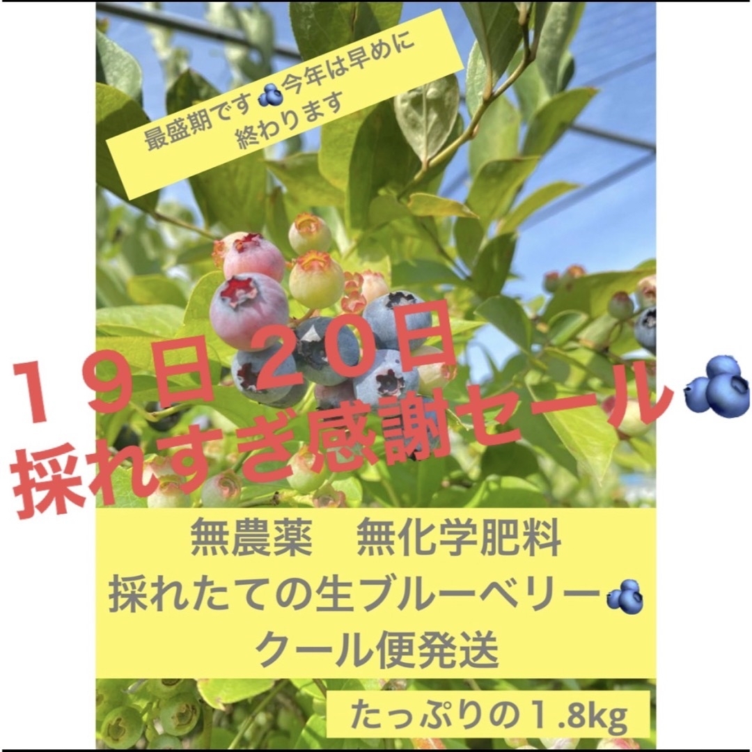 今だけSALE中クール便配送📦　無農薬ブルーベリー　１.８kg  🫐　日発送予定 食品/飲料/酒の食品(フルーツ)の商品写真