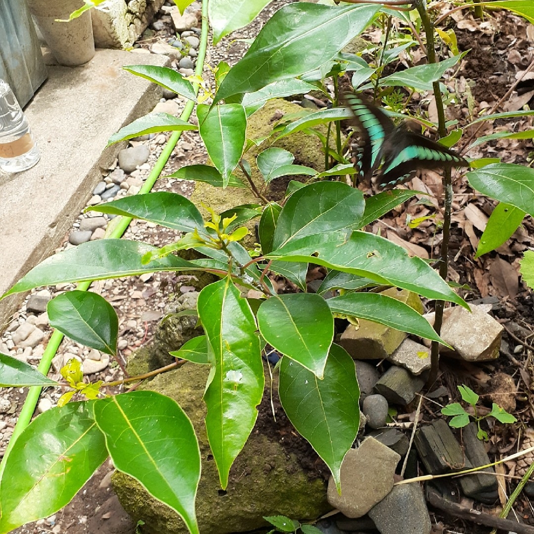 格安 価格でご提供いたします アオスジアゲハ幼虫の餌 天然タブノキ 枝付き葉っぱ 若葉入り ネコポス箱入るだけ