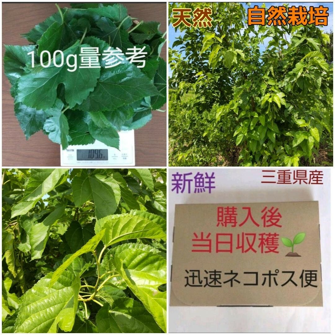 使い勝手の良い】 お得 新鮮 桑の葉 大量2キロ以上 桑の葉茶 桑茶 健康茶 蚕 うさぎ リクガメ