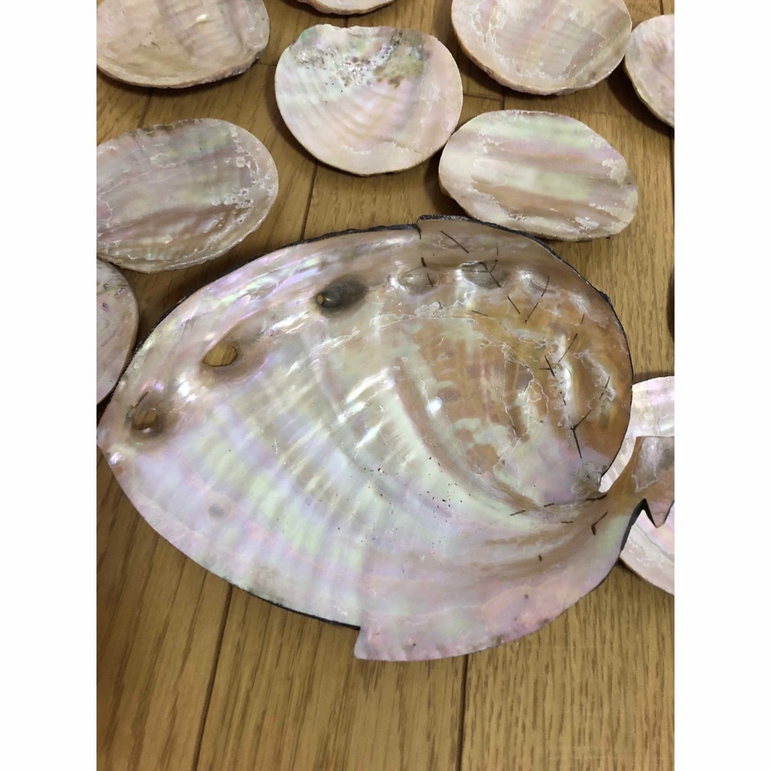貝殻　シェル　ホタテ　アワビ　アバロンシェル ハンドメイドの素材/材料(各種パーツ)の商品写真