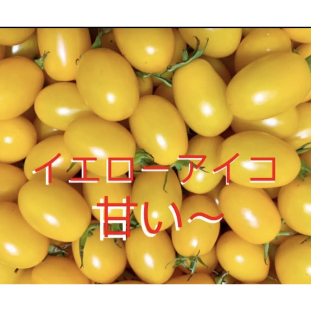 フルーツミニトマトイエローアイコ 完熟 1キロ 食品/飲料/酒の食品(野菜)の商品写真