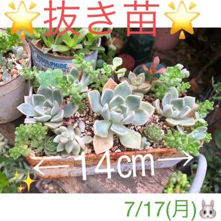 多肉植物❤︎寄せ植え❤︎鉢の中身全部❤︎抜き苗❤︎ピンクプリティ入り♪(その他)