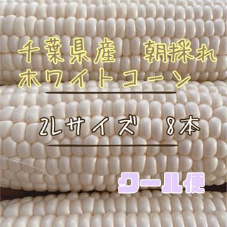 千葉県産　ホワイトコーン　8本(野菜)