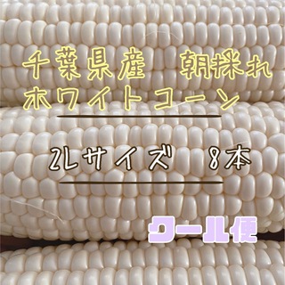 千葉県産　ホワイトコーン　8本(野菜)