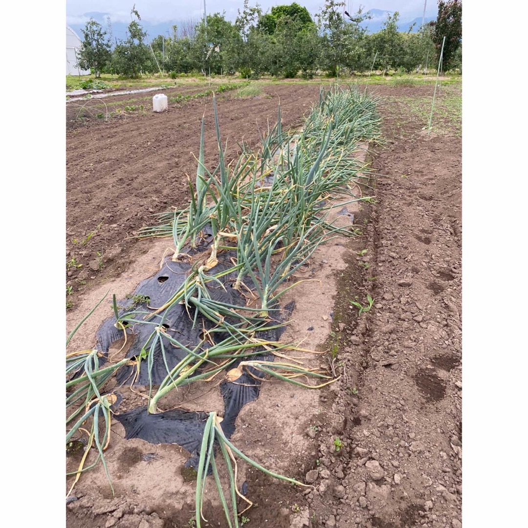 長野県産【無農薬】玉ねぎ　7キロ 食品/飲料/酒の食品(野菜)の商品写真