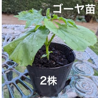 ゴーヤ苗　ニガウリ　苦瓜　野菜苗　2苗セット(プランター)