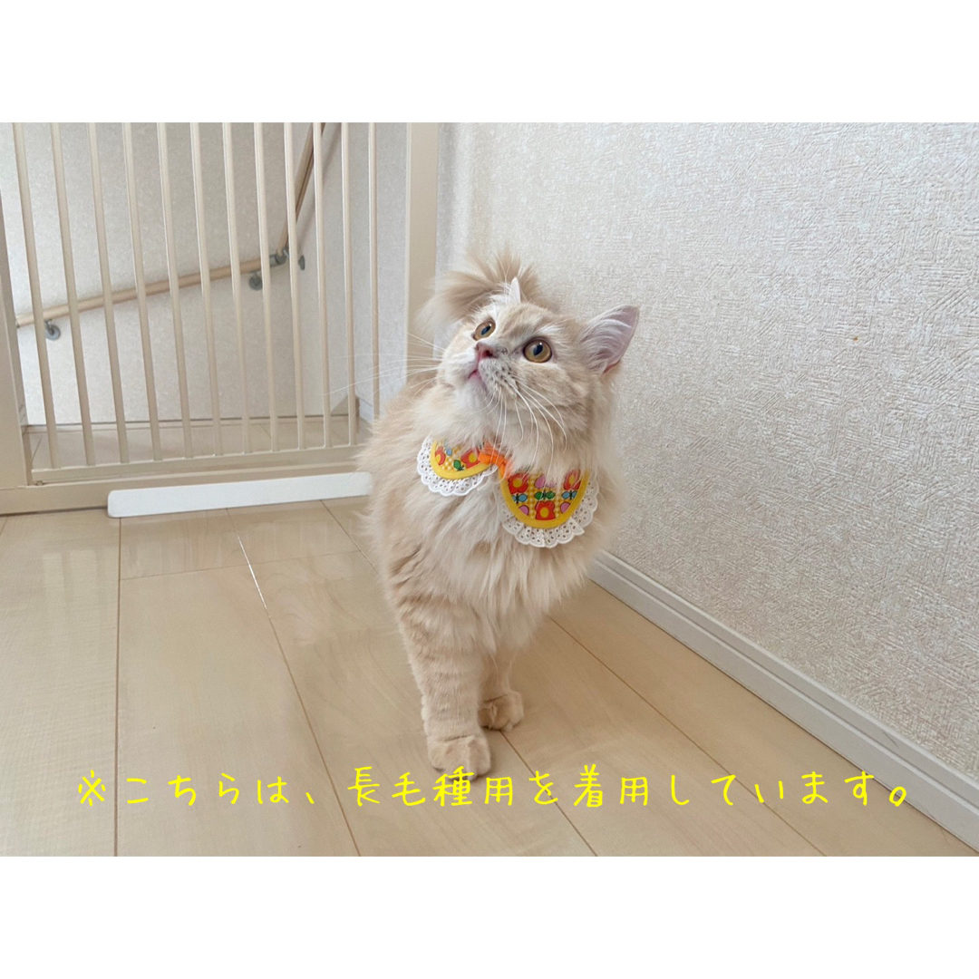 えり付き首輪(チェック柄 水色 レース付き) セーフティバックル 猫 首輪 ハンドメイドのペット(リード/首輪)の商品写真