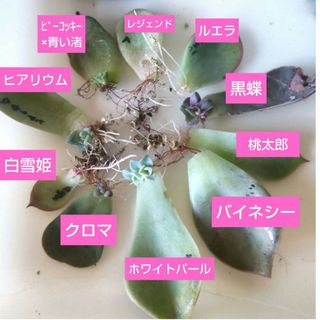 【多肉植物】黒蝶、白雪姫など葉挿しセット(その他)