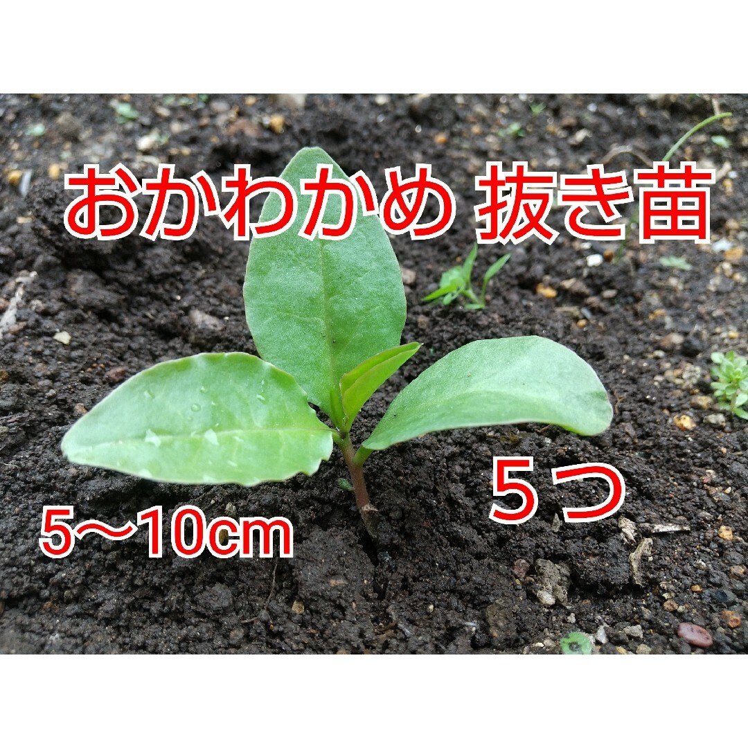 【今が植え時】おかわかめ抜き苗 ５つ 食品/飲料/酒の食品(野菜)の商品写真