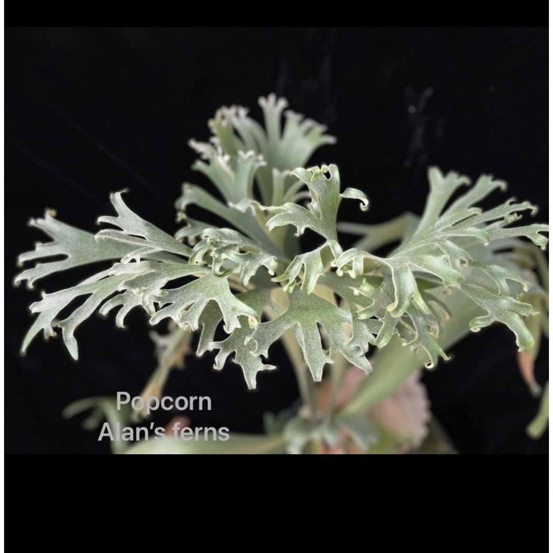 【BB】P. bifurcatum Popcorn 23/7/17