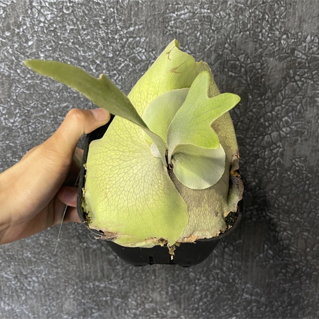 【BB】P. bifurcatum Popcorn 23/7/17