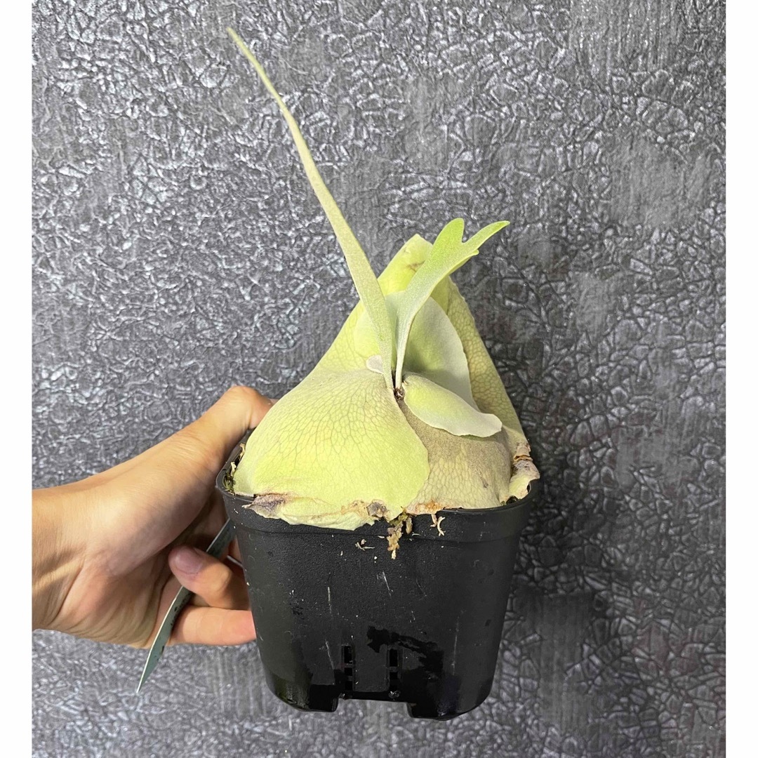 【BB】P. bifurcatum Popcorn 23/7/17
