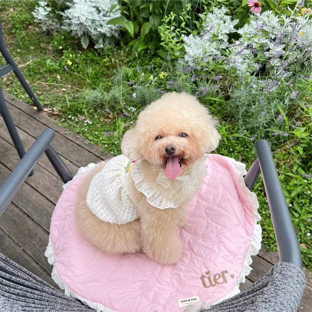 犬服　ペット服　ドッグウェア　可愛い　オシャレ　犬用品　トップス その他のペット用品(犬)の商品写真