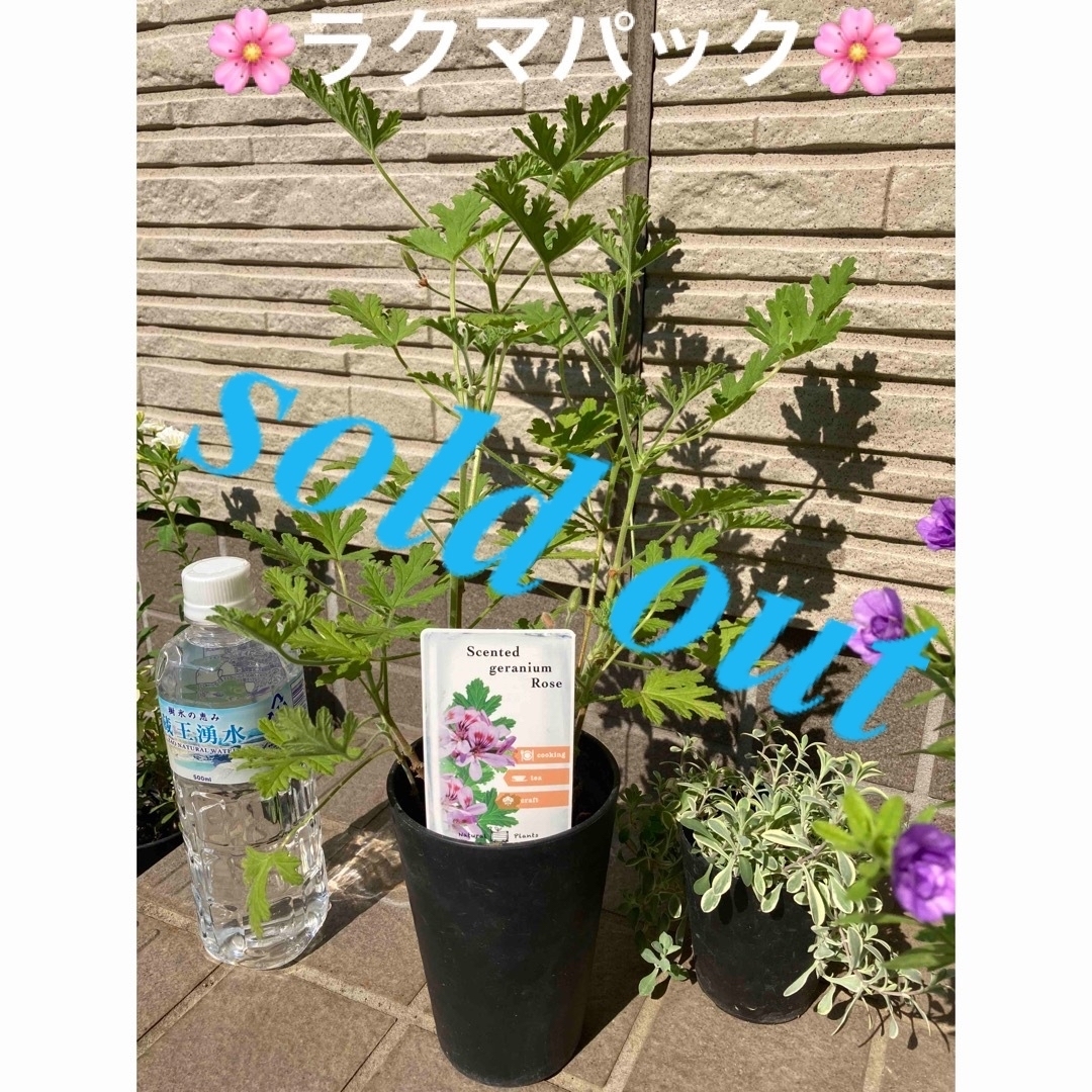 ????sold out????《ローズゼラニウム苗　複数株植え　蚊除け　芳香》ラクマパック