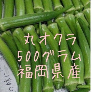 丸オクラ　500g　福岡県産(野菜)