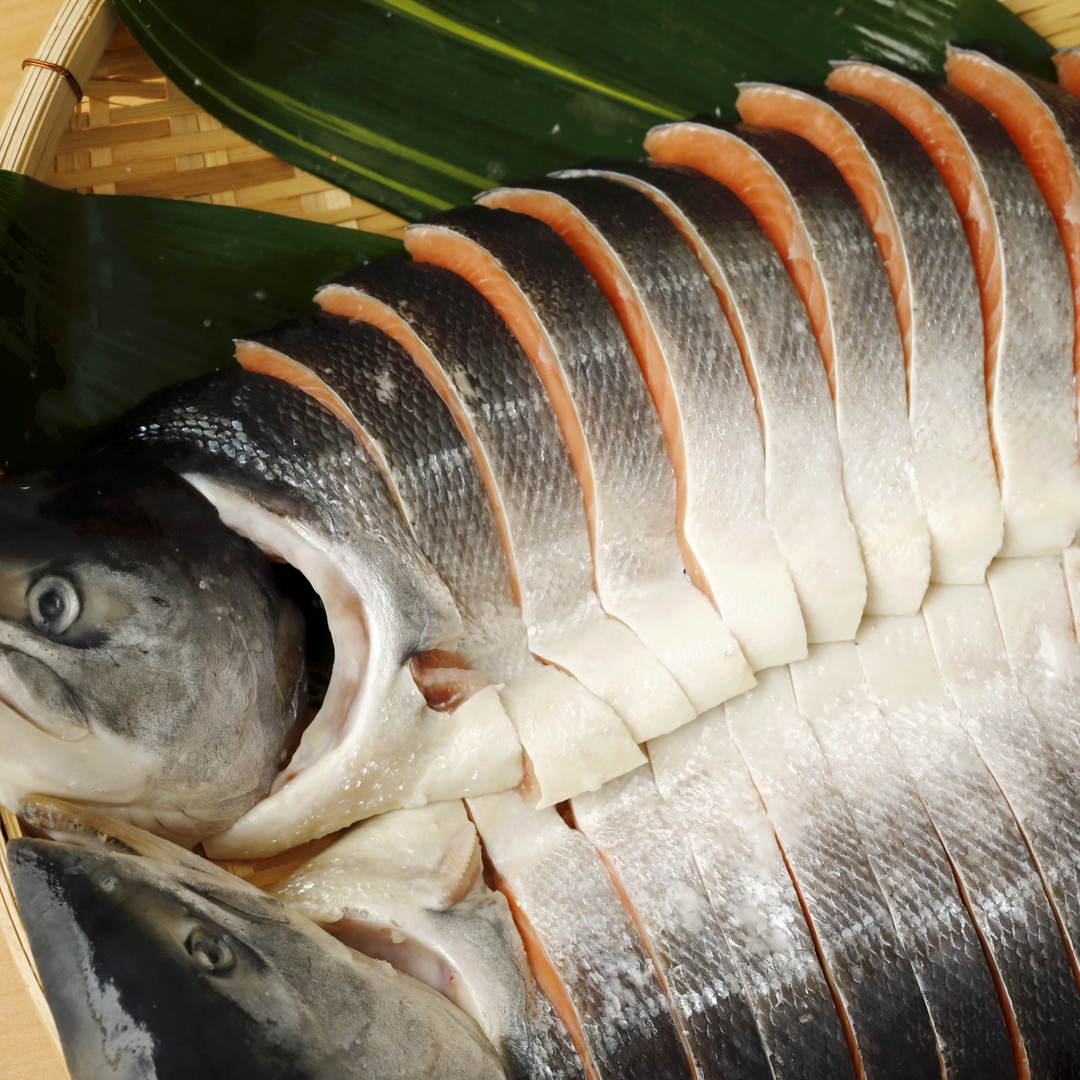 特選＞北海道産天然時鮭4.7kg　姿造り　魚介