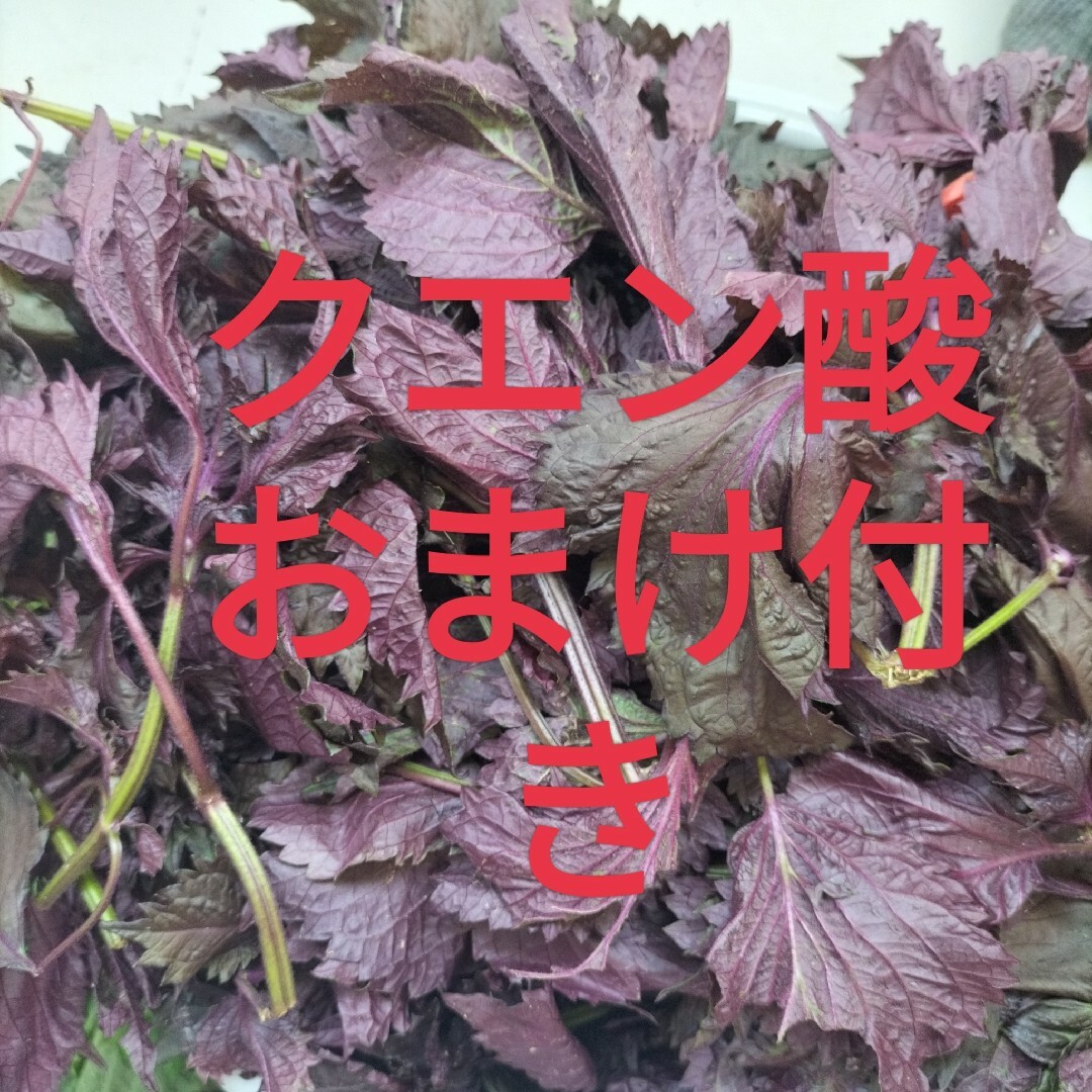 六甲山天然無農薬赤紫蘇葉っぱ500g 食品/飲料/酒の食品(野菜)の商品写真