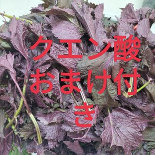 六甲山天然無農薬赤紫蘇葉っぱ500g(野菜)