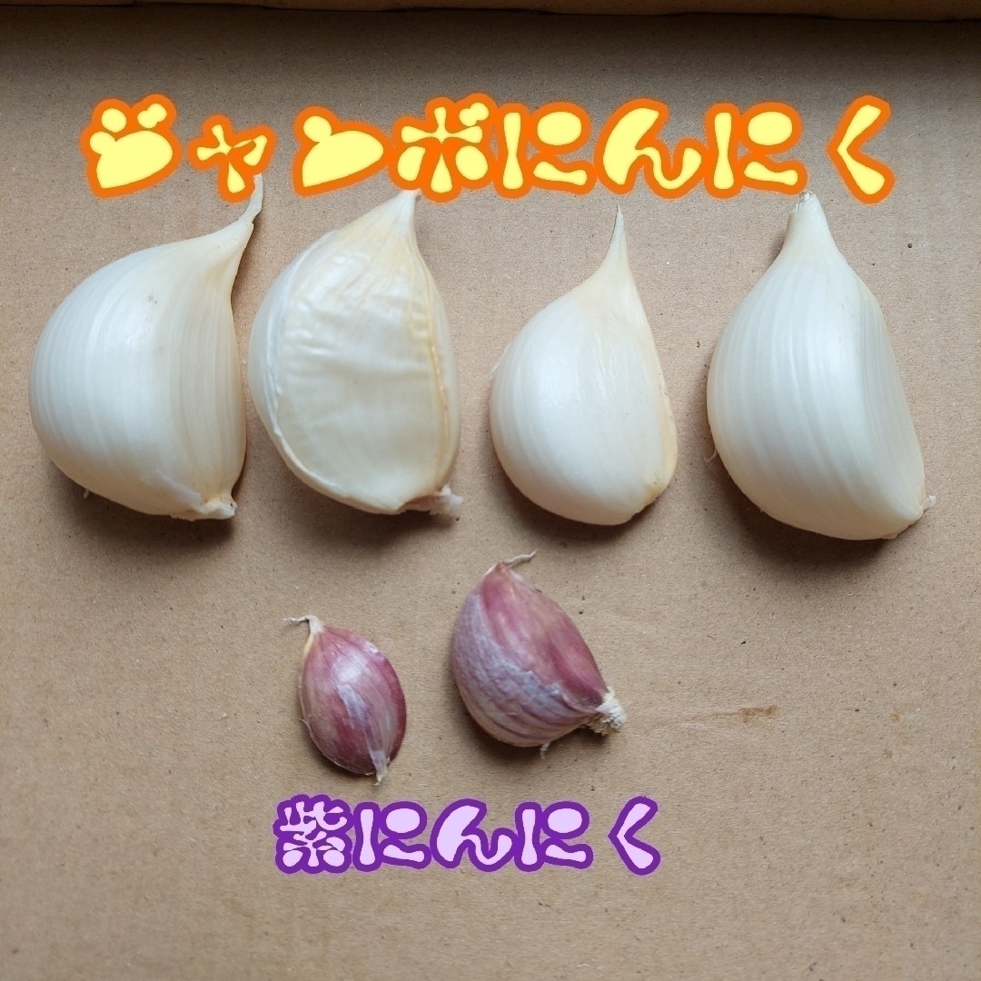 おまかせ野菜詰め合わせBOX【M】 食品/飲料/酒の食品(野菜)の商品写真