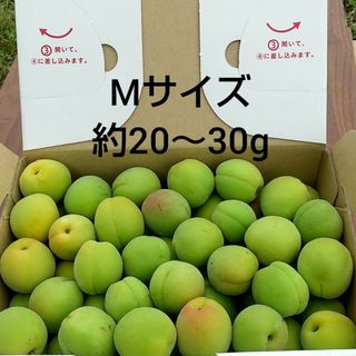 梅(Mサイズ) 約6kg(フルーツ)