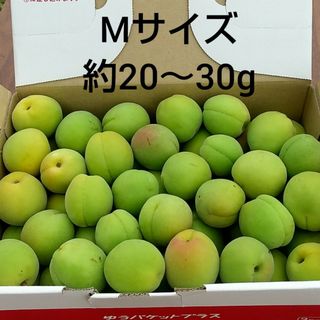 梅(Mサイズ) 約1.5kg(フルーツ)