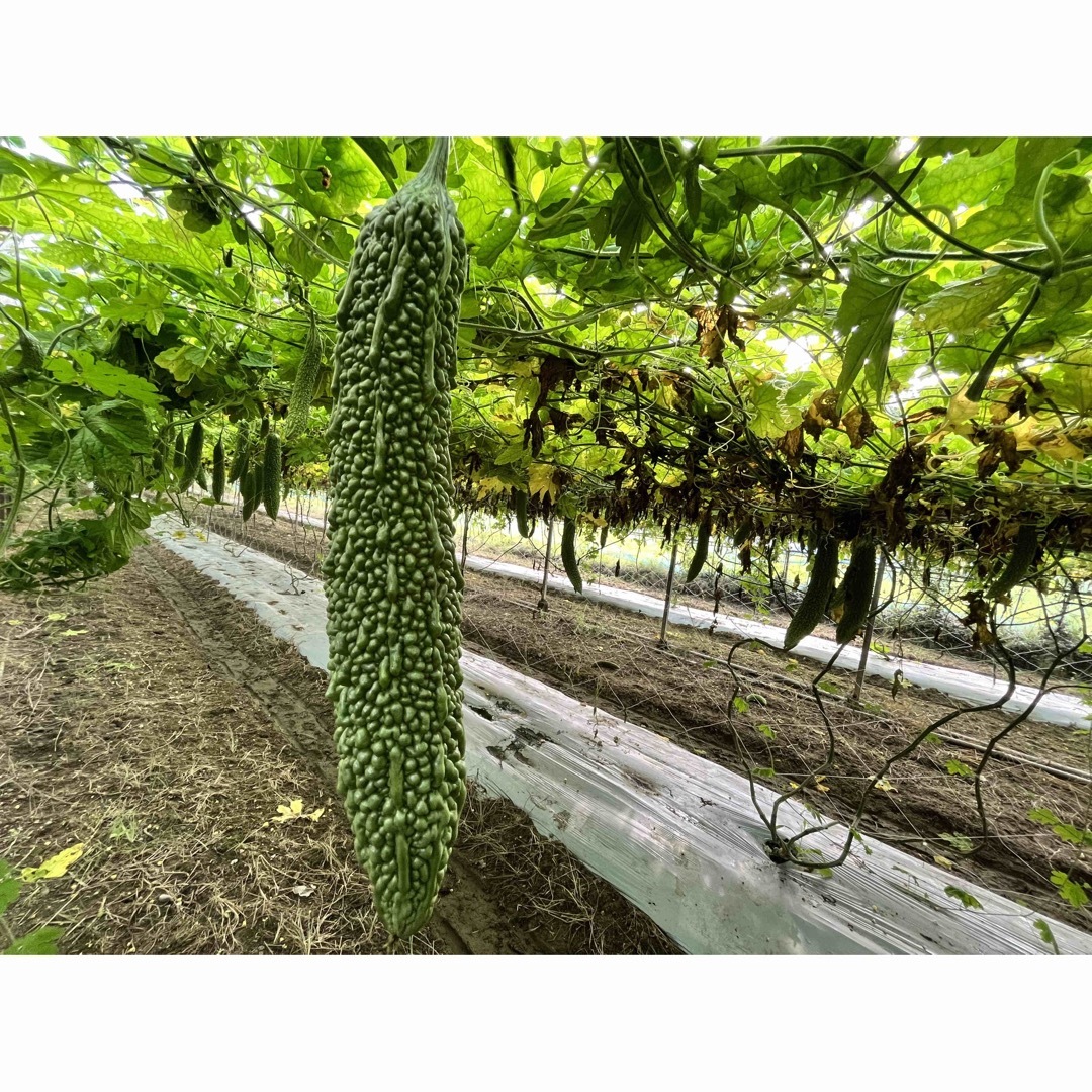 野菜　ゴーヤ　宮崎県産 食品/飲料/酒の食品(野菜)の商品写真