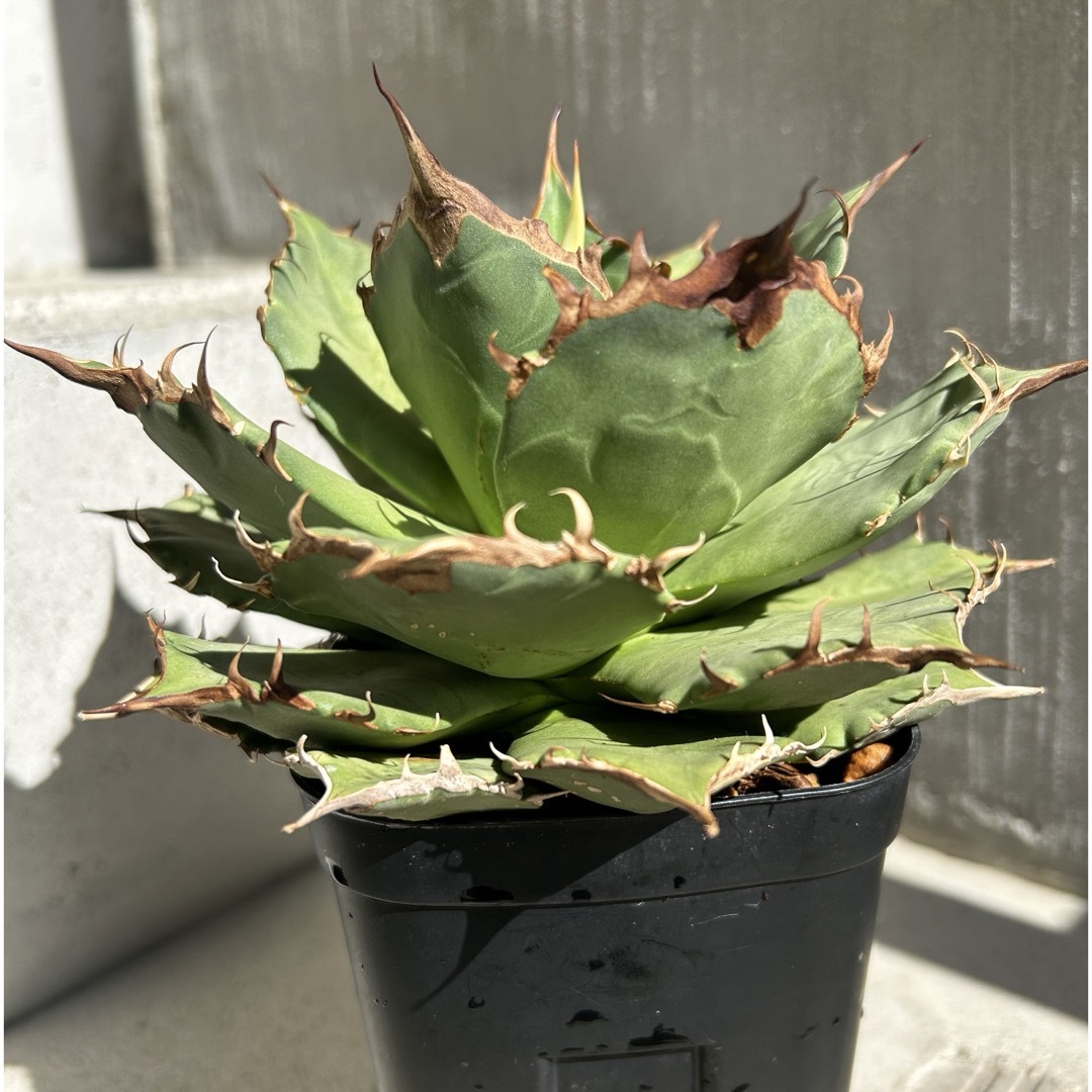 中株】 アガベ チタノタ 聖火 agave titanota-