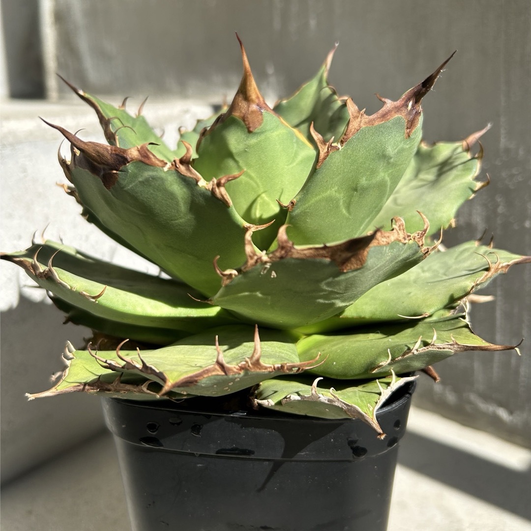 中株】 アガベ チタノタ 聖火 agave titanota-