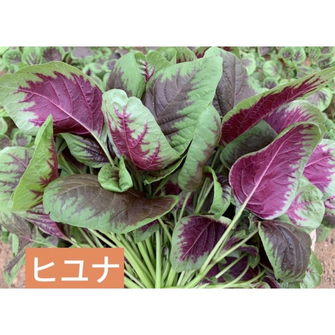 朝採り野菜セット 食品/飲料/酒の食品(野菜)の商品写真