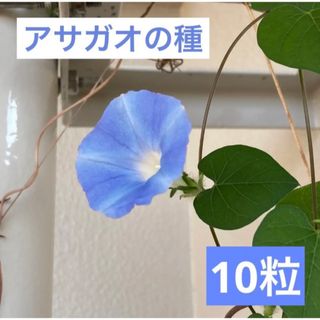 アサガオの種　10粒(その他)