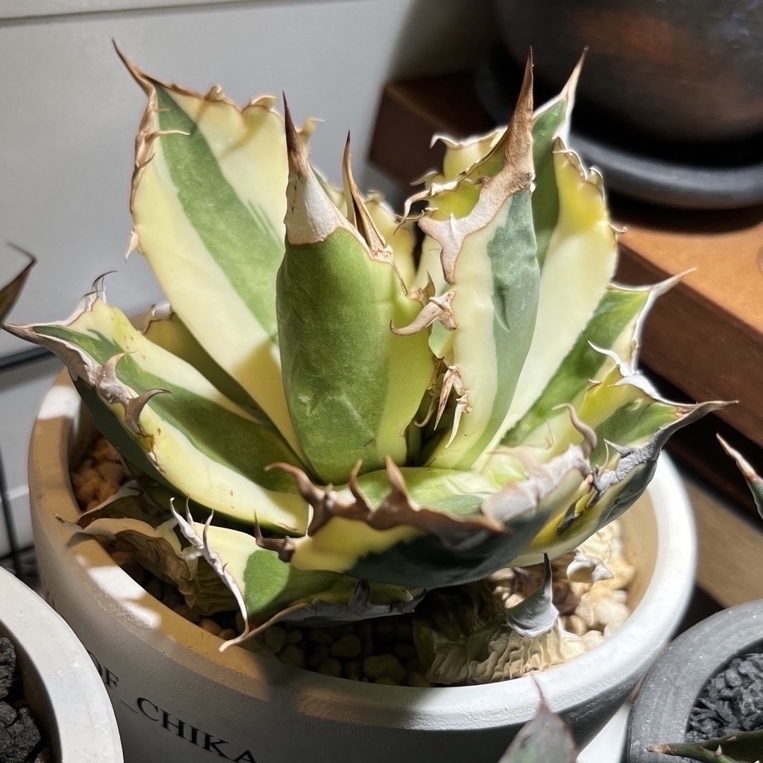 発根済子株 アガベ チタノタ スナグルトゥース agave titanota-